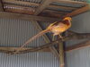 「金の鳥？？」