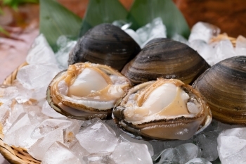 苫小牧は、ホッキ貝の水揚げ量トップレベル「とりあえず逢海」