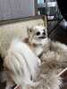 「Danke ドッググッズショップ＆サロン 〖タレント犬クラスのわんちゃん 撮影会📸〗」
