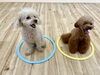 ちゃんと待てますよ〜「ましゅまろ幼稚園🐾」