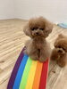 つぐおくん「ましゅまろ幼稚園🐾」