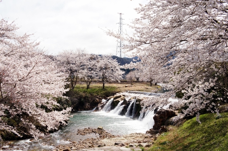 小松市の桜 お花見スポット まいぷれ 小松市