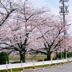 ■桜特集■豊明市　琵琶ヶ池