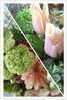 「大好き❗️グリーンの花たち」