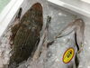 「魚魚市場鮮魚コーナーおすすめは「カワハギ」です♪」