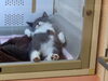 「ねこ！」