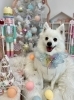 Merry Xmas🎄 | MARSHMALLOW・DOG（マシュマロ ドッグ）のニュース