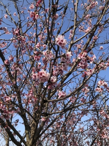 桜にメジロが…「桜、サク♪」