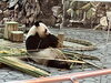 ラウヒンその②「パンダたちにお別れを/生き物のプロ/アクアリウムの事ならアクアデザインブルース/」