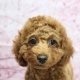 トイプードル子犬レッド男の子オス。2023年12月7日生まれ