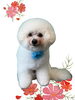 「Dog salon mofu mofu　余市町」