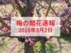 大阪 梅の開花速報をお届け 18年3月2日更新 大阪 梅の開花情報 まいぷれ 大阪市中央区