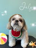 「お友達♡Dog salon mofu mofu 余市町」