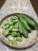 彩り豊かに食卓を飾るそら豆「初夏の香り」