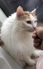 いつもの笑顔をお出かけ先でもご覧下さい「お留守番中の猫ちゃんもご褒美タイム!忙しい毎日を応援します」