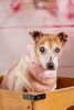 幸子(ゆきこ)♡撮影会の写真でカット関係ないです笑「春の訪れと共に、ピコプタで愛犬のケアを！我が家のわんこの紹介🐾」