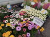 「母の日にはお花を。寄せ植えもおすすめです。南魚沼の花屋、フローリストたかの。」