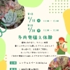 多肉寄せ植え体験