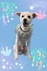「Dog salon mofu mofu　余市町」