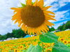 「ひまわり畑🌻」