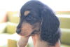 「ミニチュアダックス子犬情報」