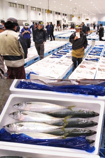 新潟漁業協同組合地方卸売市場の様子「地魚食道 瓢」