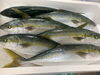 「本日鮮魚入荷いたしました。(7月27日貝🦪フェスティバル決定致しました)」