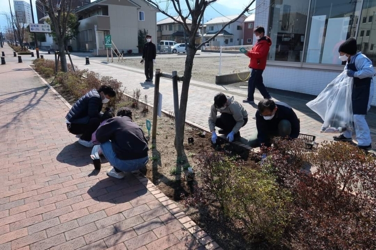 「新居浜駅前シンボルロードでチューリップの球根を植えられました！」