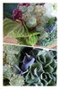「紫陽花の花束」