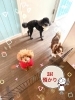 3Hお預かり「来週の空き情報🐶トイプードル、チワワ、ダックス、トリミングのお友達🍓」