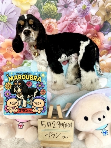アメリカンコッカー カット「🌿愛犬肌ケアãƒãƒ¼ãƒ–パック🌿ðŸ¶ã‚¢ãƒ¡ãƒªã‚«ãƒ³ã‚³ãƒƒã‚«ãƒ¼ã‚¹ãƒ‘ニエルã€ãƒˆãƒªãƒŸãƒ³ã‚°ã®ãŠå‹é”🌷ã€
