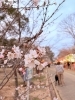 「加古川・日岡山公園で桜のぼんぼりライトアップ開催中🌸」