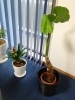 「「観葉植物」　千葉県浦安市（新浦安/舞浜地区）の「東京湾岸法律事務所」 代表弁護士 西島克也 http://tokyowangan-law.com/」