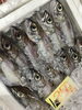 「魚魚市場鮮魚コーナーおすすめは「ヤリイカ」です♪」