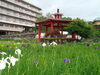 「第27回　慈照会・微風会　菖蒲まつり」