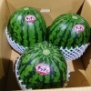 「秋田県産　小玉すいか「あきた夏丸　チッチェ」です」