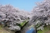 アンデルセン公園 花と緑の手拭い 海老川沿いのサクラ色 加え 5色のラインアップ 染物 旗幕 祭り用品 神楽面 つるや伊藤のニュース まいぷれ 船橋市