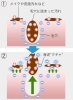 透明感 アンチエイジングにはこちら 宮崎エステサロン 宮崎フェイシャル フェイシャル専門店 美白 透明感 くすみ改善 毛穴ケア アンチエイジング 若返り テロメア 赤ちゃん肌 幹細胞 ヒト幹細胞 毛穴 磁石パック 韓国 プレミアムフェイシャル専門店クリニカル