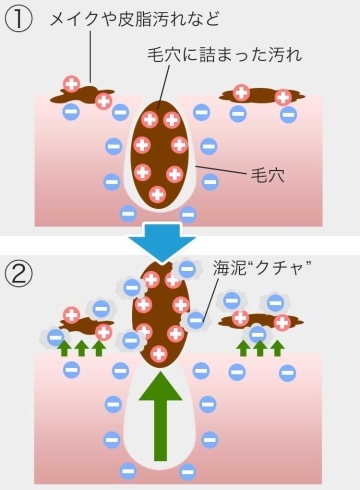 透明感 アンチエイジングにはこちら 宮崎エステサロン 宮崎フェイシャル フェイシャル専門店 美白 透明感 くすみ改善 毛穴ケア アンチエイジング 若返り テロメア 赤ちゃん肌 幹細胞 ヒト幹細胞 毛穴 磁石パック 韓国 プレミアムフェイシャル専門店クリニカル