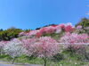 「大桑村須原の花桃【花見　地域活性　木曽観光】」