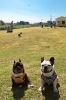 晴れた日は、ドローンでワンちゃんたちの写真撮影も可能です♪「91R～Dog Park Cafe～」