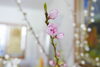 4月３日（旧暦の３月３日）にいただいた紅白の桃の花「桜や菜の花に囲まれると、地域の人々の愛の深さを感じます。ありがとうございます。」