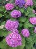 梅雨の合間の　紫陽花　綺麗です「朝の荻窪駅にて　　」