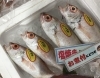 「魚魚市場鮮魚コーナーおすすめは「のどぐろ」「殻付き牡蠣とサザエのセット」です♪」