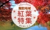 紅葉特集【諏訪市・茅野市・岡谷市・下諏訪町・富士見町・原村