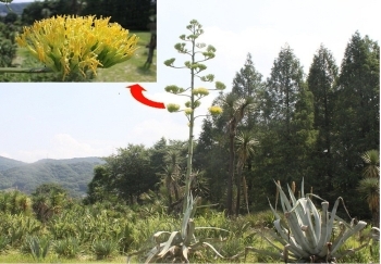 アオノリュウゼツラン（※花の拡大写真）「大阪市立大学理学部附属植物園」