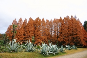 メタセコイヤの紅葉「大阪市立大学理学部附属植物園」