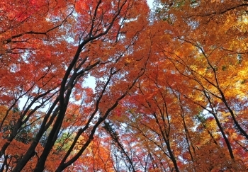 カエデ山の紅葉「大阪市立大学理学部附属植物園」