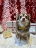 チワワカット「🐶ミックス犬、チワワ、トイプードル、トリミングのお友達❤️」