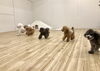 わ〜い😁「ましゅまろ幼稚園🐾　パート３」
